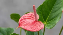 Especialistas indicam o local ideal para o espatifilo — irá florir todo o ano